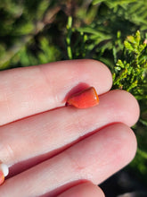 Load image into Gallery viewer, Vegetable pearl Sale (40 each or three for 90)