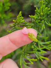 Load image into Gallery viewer, Tulip pillar