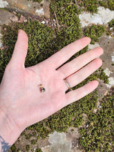 Load image into Gallery viewer, Krokorok pearl