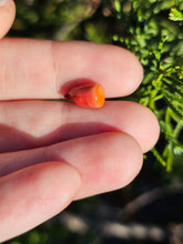 Load image into Gallery viewer, Vegetable pearl Sale (40 each or three for 90)