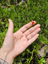 Load image into Gallery viewer, Blaziken pearl