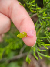 Load image into Gallery viewer, Tulip pillar