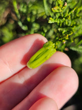 Load image into Gallery viewer, Vegetable pearl Sale (40 each or three for 90)