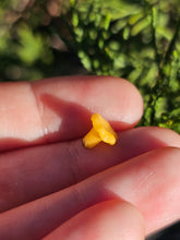 Load image into Gallery viewer, Vegetable pearl Sale (40 each or three for 90)