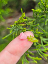 Load image into Gallery viewer, Tulip pillar