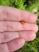 Load image into Gallery viewer, Kenny head pearl 4.5mm - made to order