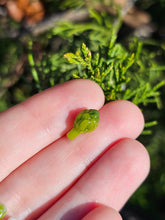 Load image into Gallery viewer, Vegetable pearl Sale (40 each or three for 90)