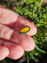 Load image into Gallery viewer, Vegetable pearl Sale (40 each or three for 90)