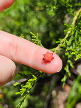 Load image into Gallery viewer, Evolution stones pearls