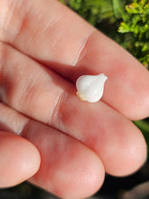 Load image into Gallery viewer, Vegetable pearl Sale (40 each or three for 90)