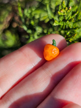 Load image into Gallery viewer, Vegetable pearl Sale (40 each or three for 90)