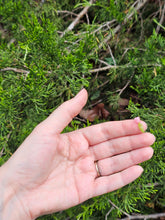 Load image into Gallery viewer, Tulip pillar