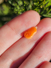 Load image into Gallery viewer, Vegetable pearl Sale (40 each or three for 90)