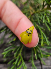 Load image into Gallery viewer, Oogie Boogie pearl