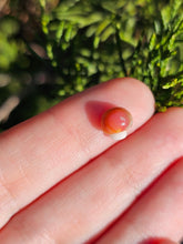 Load image into Gallery viewer, Vegetable pearl Sale (40 each or three for 90)