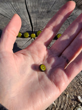 Load image into Gallery viewer, Kiwi pearl