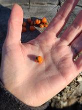 Load image into Gallery viewer, Peach Pearl