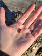 Load image into Gallery viewer, Hotdog pearl