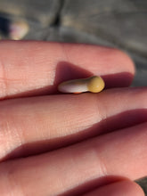 Load image into Gallery viewer, Pepperoni Pizza slice pearl