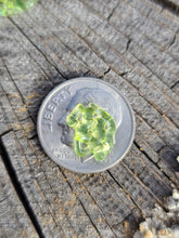 Load image into Gallery viewer, Uv reactive Shatter pearl