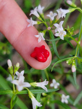 Load image into Gallery viewer, Terpy Titties pearl