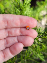 Load image into Gallery viewer, Kenny head pearl 4.5mm
