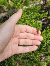 Load image into Gallery viewer, Mr. Hankey pearl
