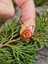 Load image into Gallery viewer, Adventure Time snail pendant (aka Lich snail)
