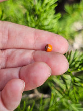 Load image into Gallery viewer, Kenny head pearl 4.5mm
