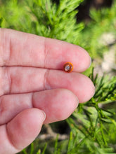 Load image into Gallery viewer, Kenny head pearl 4.5mm
